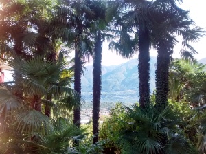 Sub tropical plants on the banks of Lake Maggiore